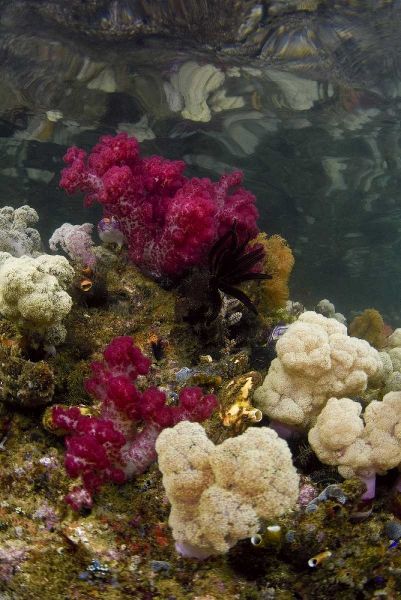 Indonesia, Papua, Raja Ampat Colorful reef